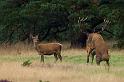 22 Hoge Veluwe, edelherten